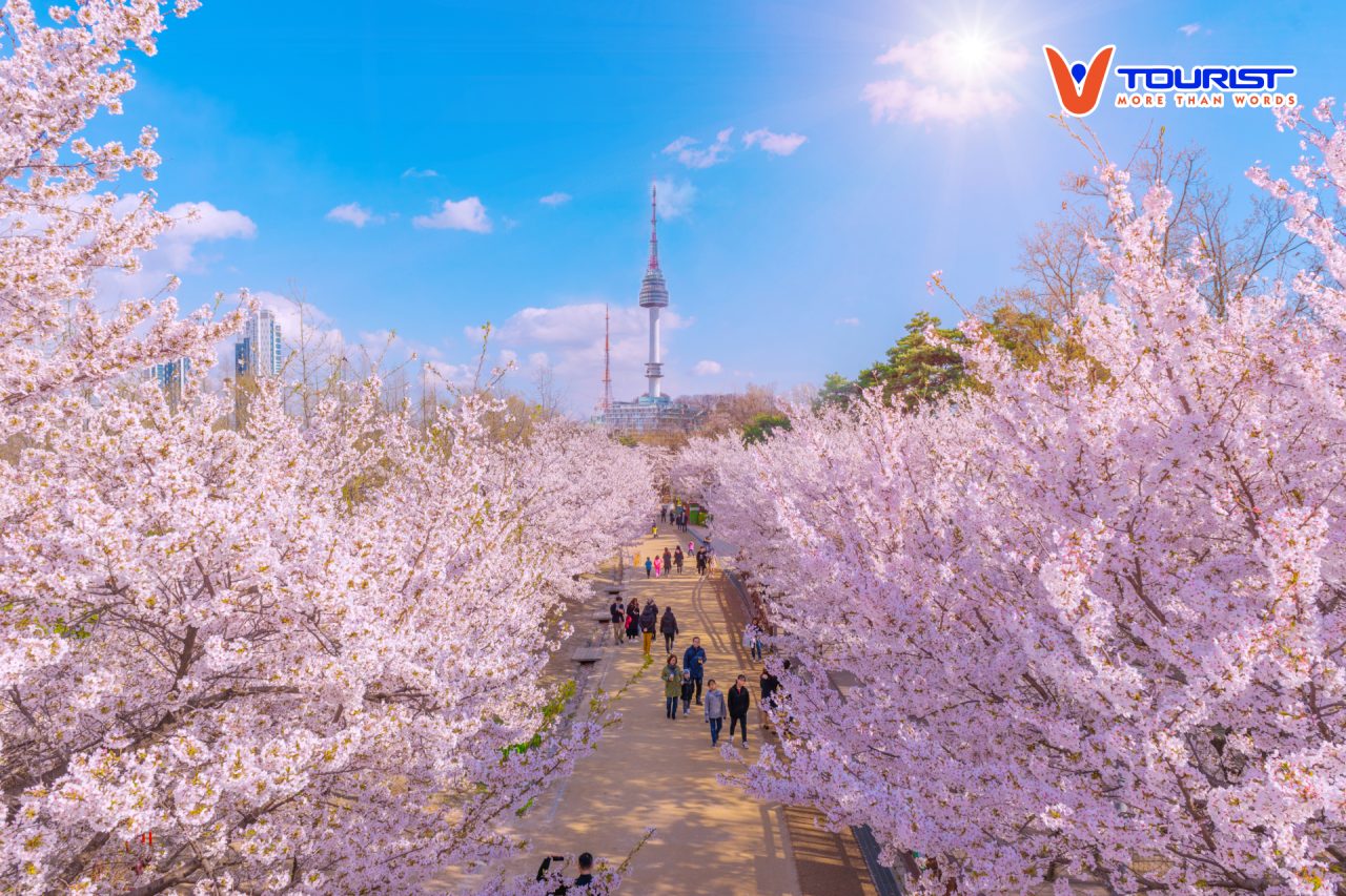 Hoa anh đào tạo điểm nhấn cho lối đi vào tháp Namsan khi mùa xuân đến, là điểm đến thú vị trong tour hoa anh đào _Vtourist