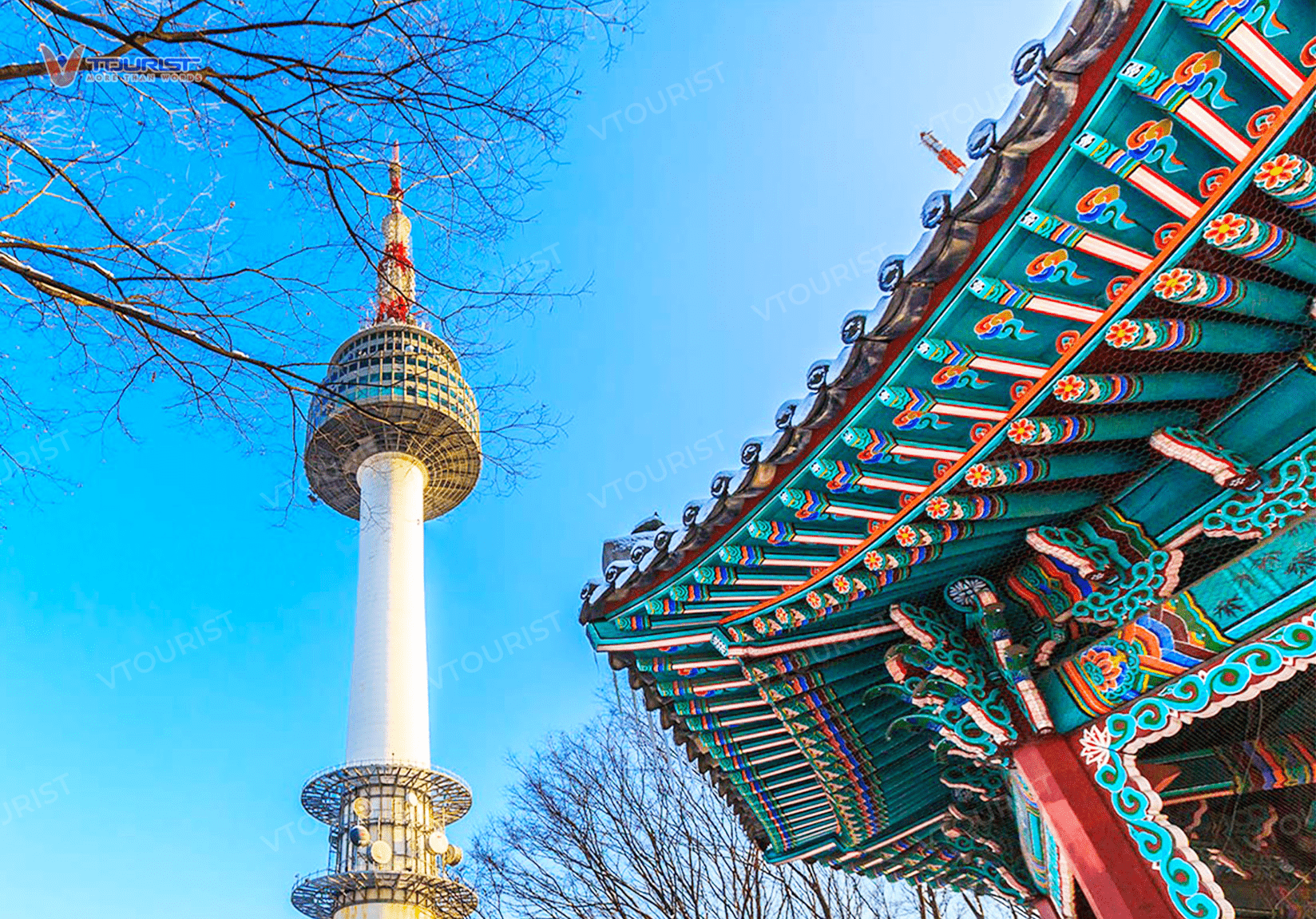 Hoa anh đào tạo điểm nhấn cho lối đi vào tháp Namsan khi mùa xuân đến, là điểm đến thú vị trong tour hoa anh đào