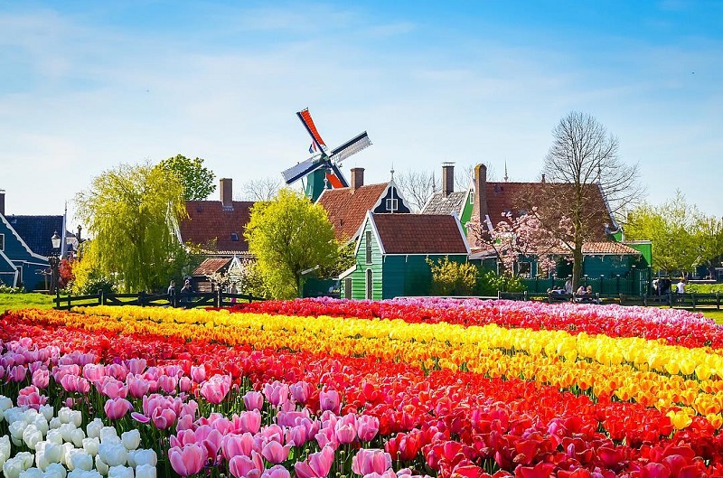 Vị trí vườn hoa Keukenhof trong chuyến du lịch Châu Âu mùa Xuân