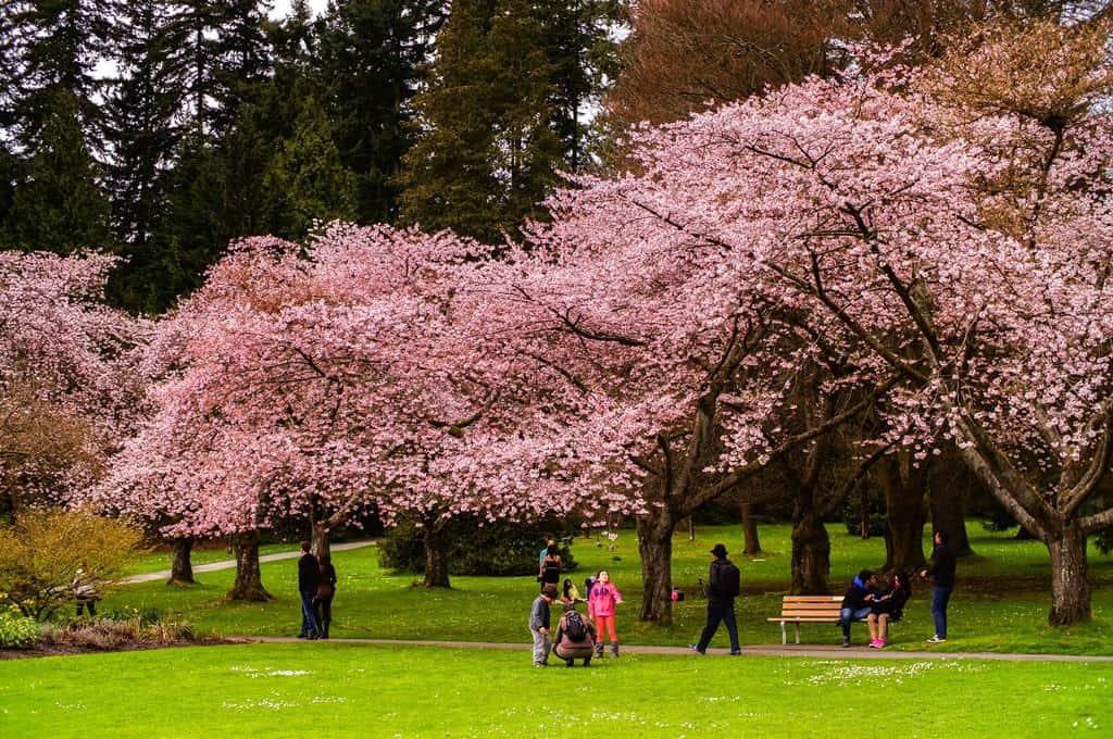 Stanley Park là điểm đến không thể bỏ qua trong tour hoa anh đào Canada