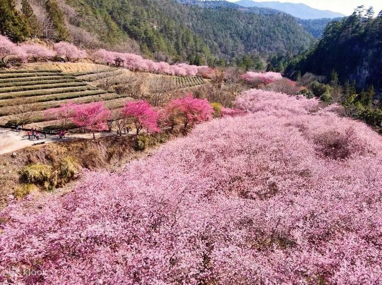 Wuling farm càng thêm trở nên dịu dàng thơ mộng khi những cành anh đào nở rộ, là điểm đến thú vị trong tour hoa anh đào Đài Loan