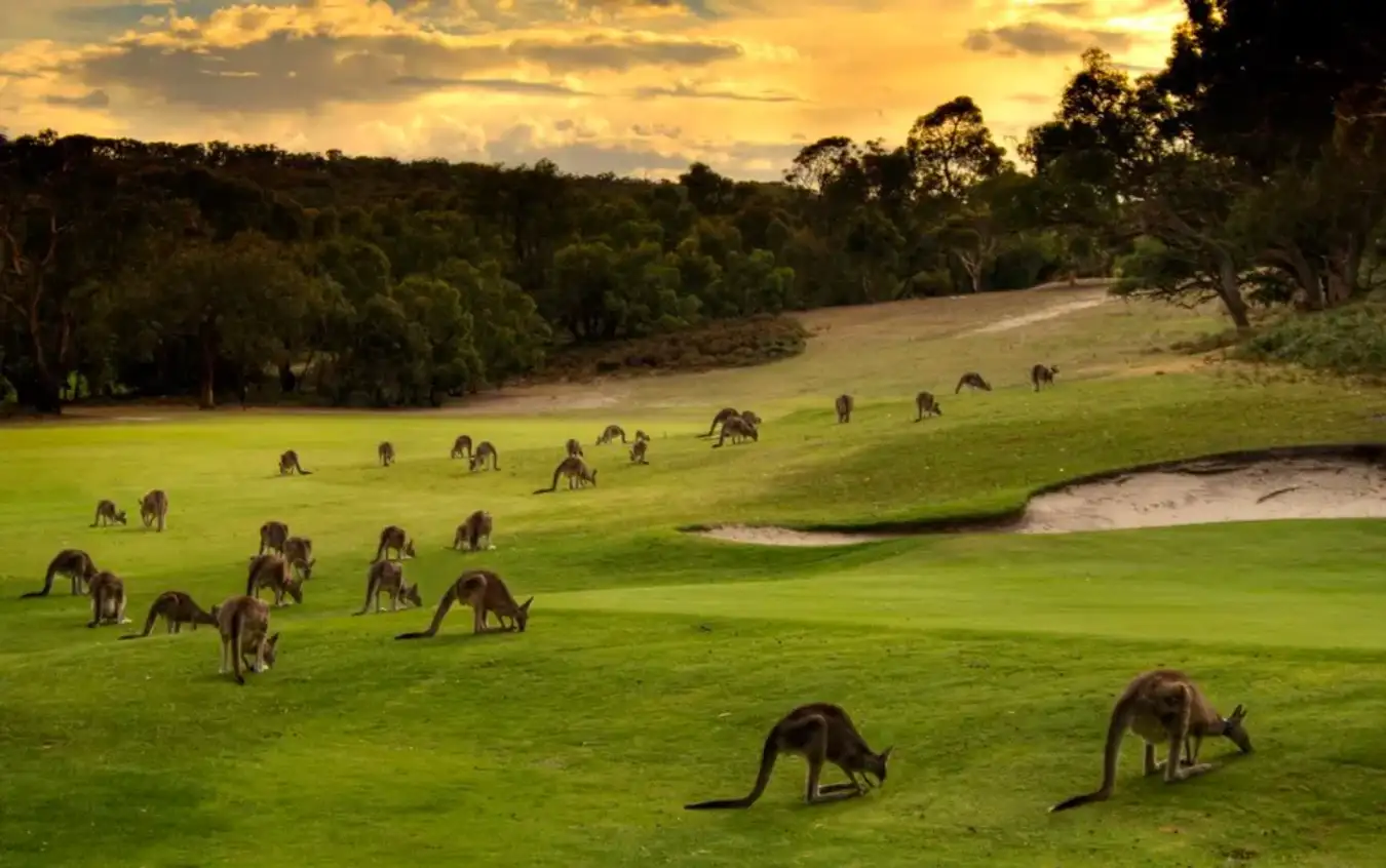 Trải nghiệm những hoạt động thú vị tại đảo Kangaroo