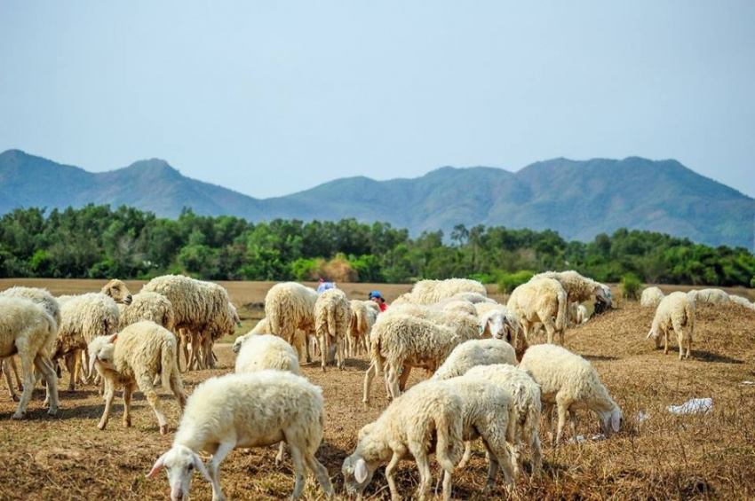 Đồi Cừu Suối Nghệ