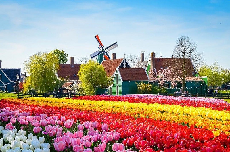 Vườn hoa Tulip ở Keukenhof