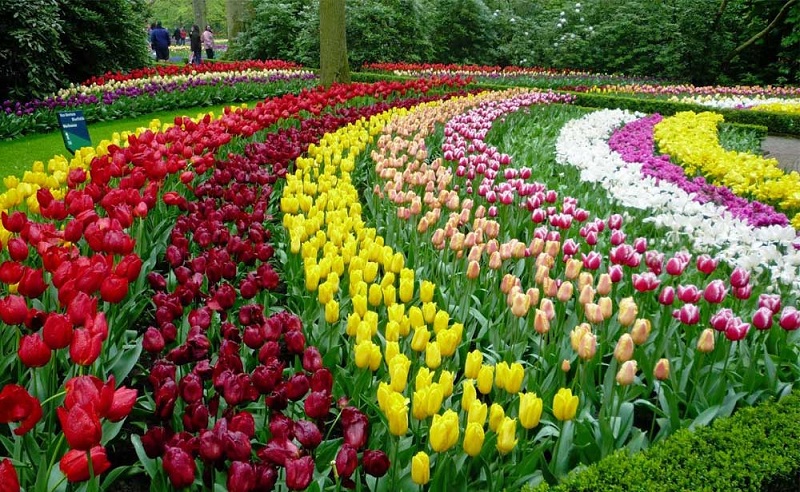 Những bông hoa Tulip khoe sắc dưới ánh nắng ấm áp mùa xuân là một trải nghiệm thú vị khi đi tour Châu Âu mùa xuân