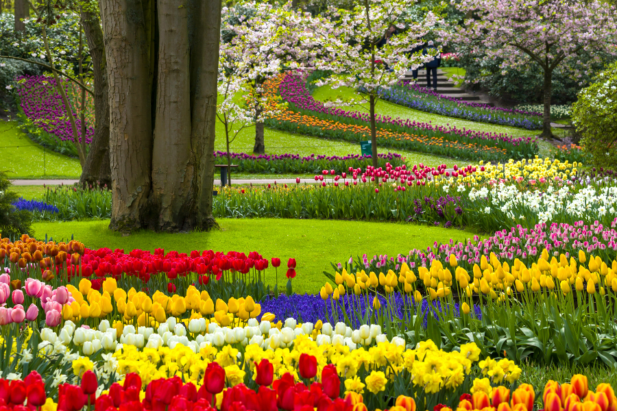 Vườn hoa Tulip ở Keukenhof đem đến du khách một bức tranh rực rỡ sắc màu mỗi độ xuân về khi đi tour Châu Âu mùa xuân