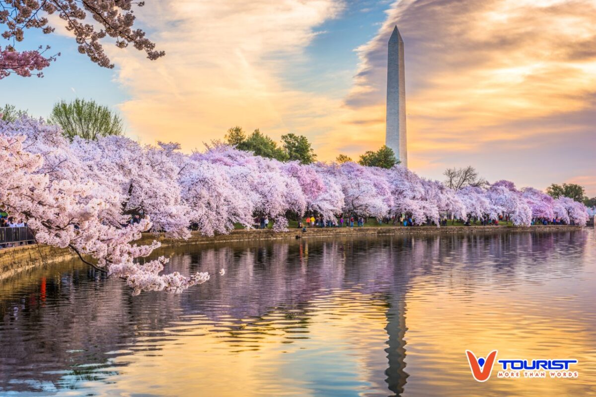 Hoa anh đào khoe sắc ven hồ Tidal Basin, không chỉ tạo nên cảnh đẹp thu hút mà còn thể hiện mối quan hệ khắng khít giữa Mỹ và Nhật Bản