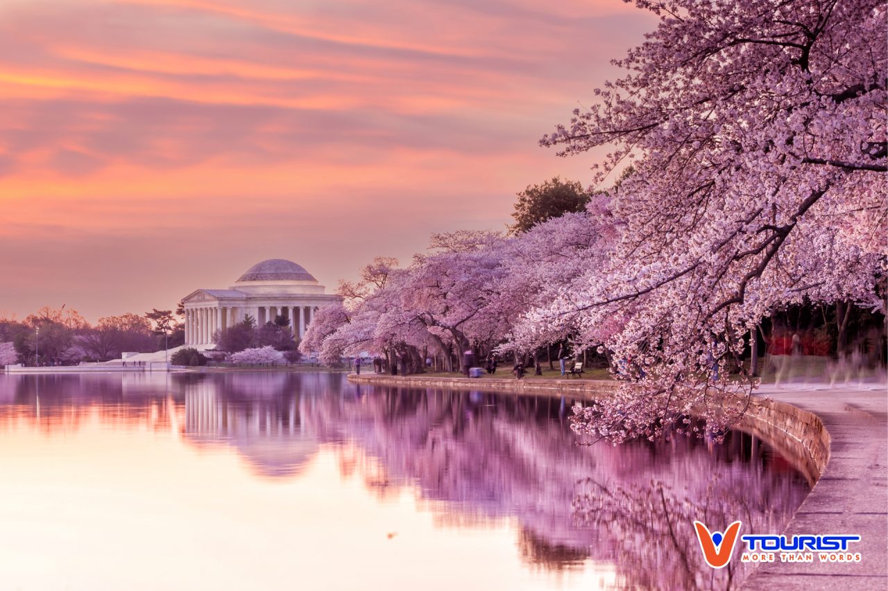 Hoa anh đào nở rộ tại đài tưởng niệm Jefferson gần hồ Tidal Basin Washington DC