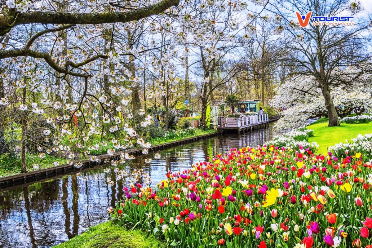 Ngắm hoa Tulip nở rộ trong tour Châu Âu mùa xuân