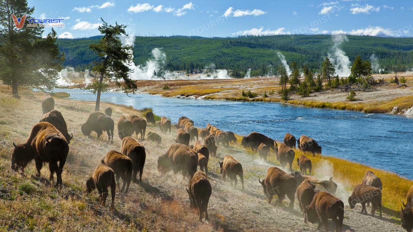 Yellowstone