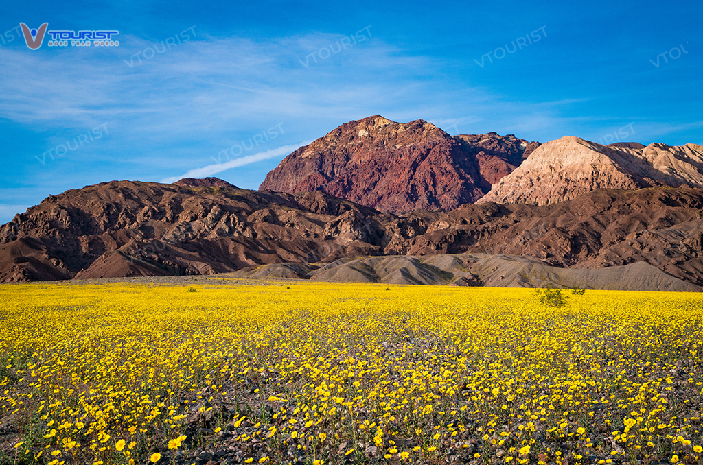 Hiện tượng Super Bloom tuyệt đẹp tại thung lũng chết