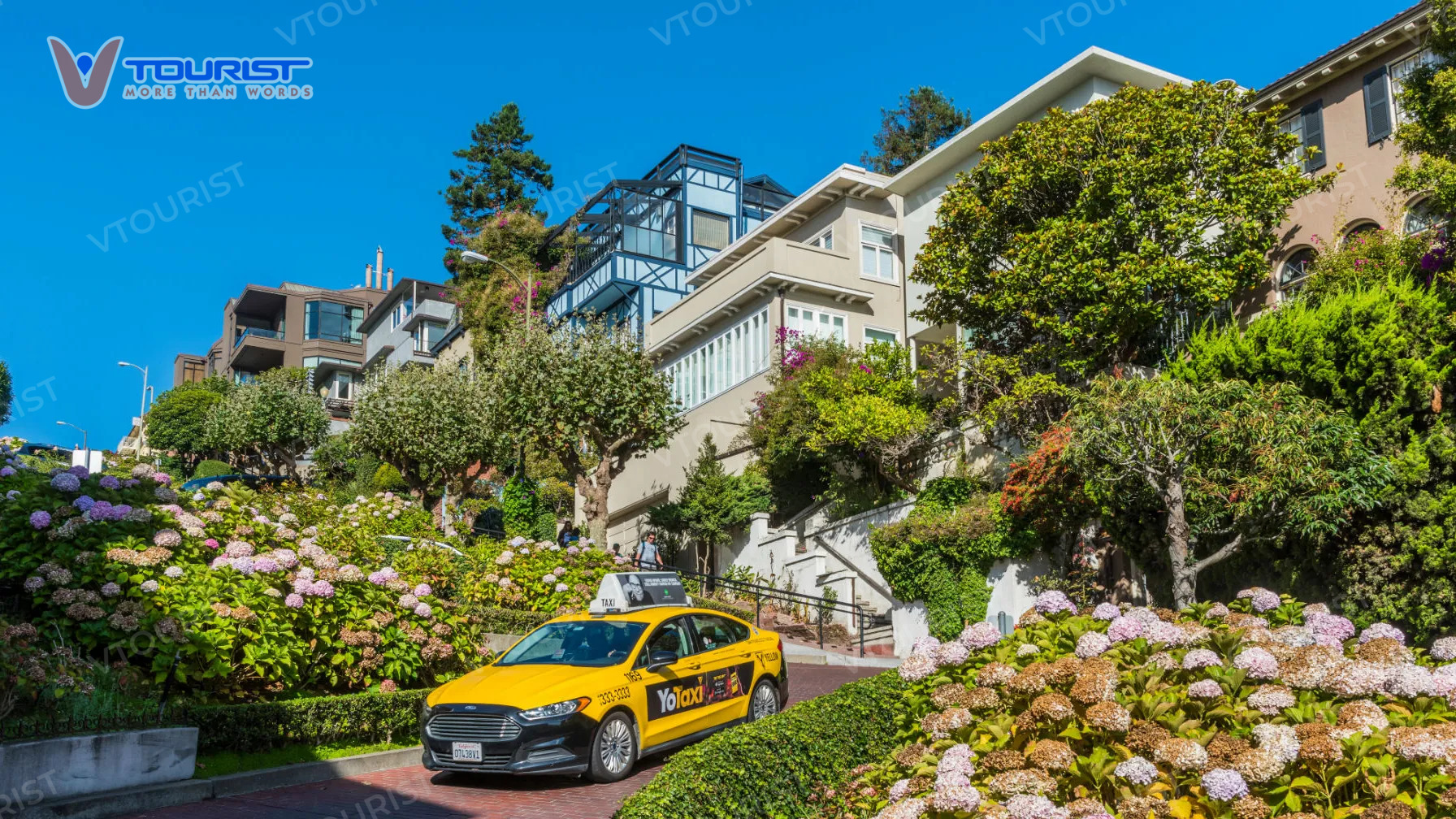 Lombard Street rực rỡ trong rừng hoa cẩm tú cầu