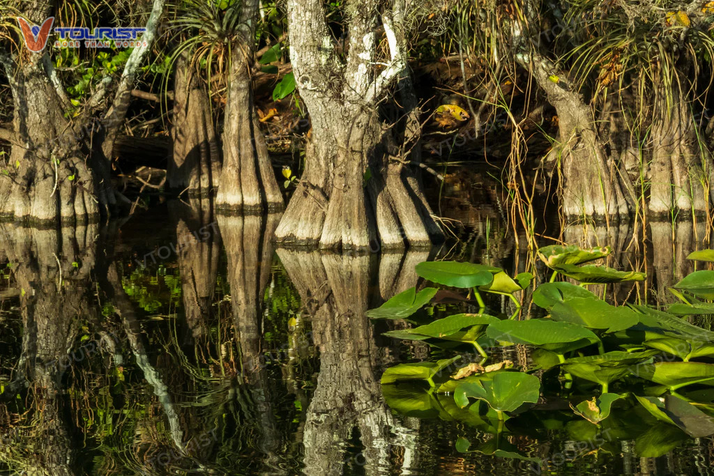 Rừng ngập mặn cảnh quan đặc trưng và sống động của Vườn quốc gia Everglades