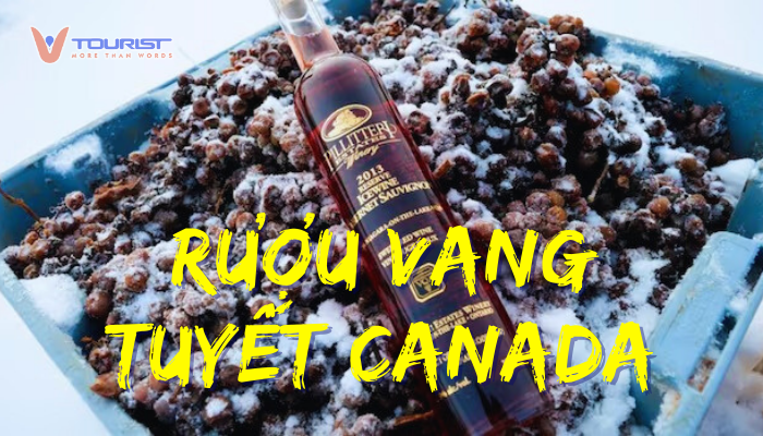 Khám phá rượu vang tuyết Canada – tuyệt tác từ nho đông lạnh. Thưởng thức vị ngọt mê say và hành trình du lịch đẳng cấp cùng VTourist.