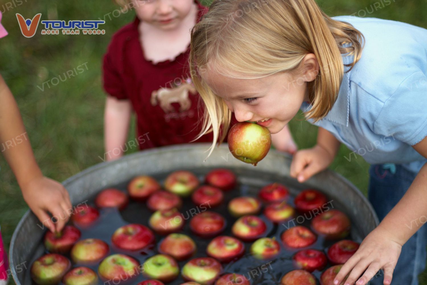 Trò chơi Apple bobbing với niềm tin may mắn trong tình yêu cho người đầu tiên gắp được quả táo
