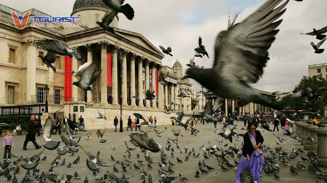 Quảng trường Trafalgar Square từng là nơi mà con người và chim bồ câu là những người bạn thân thiết nhất