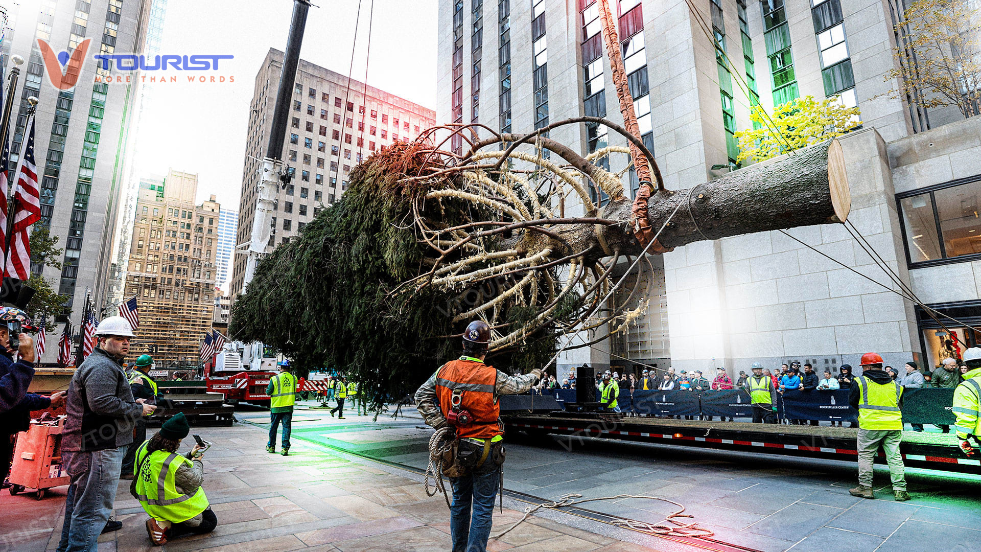Cây thông Rockefeller là những cây vân sam Na Uy được chọn lựa vô cùng kỹ lưỡng trước khi vận chuyển đến New York