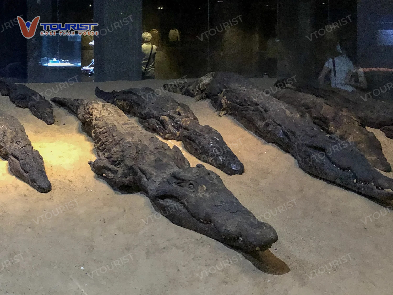 Xác ướp cá sấu được khai quật bên dòng sông Nile cho thấy kỹ thuật ướp xác tuyệt vời của người Ai Cập cổ