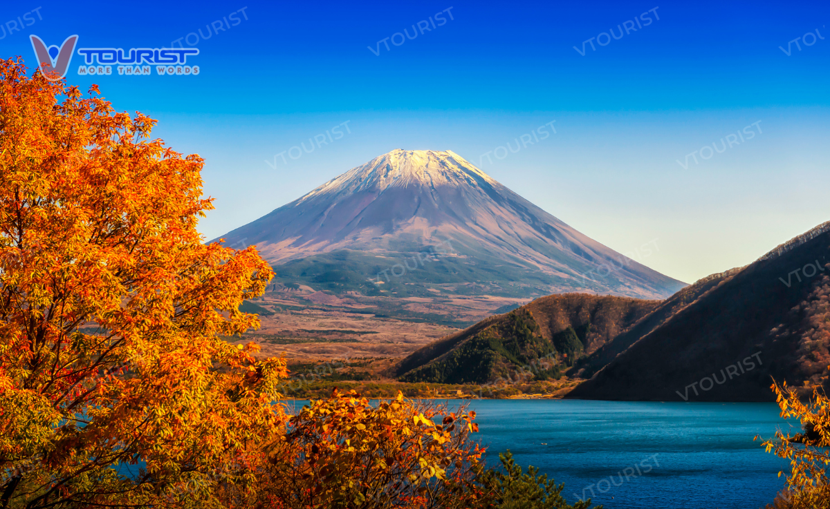 Mùa thu Núi Phú Sĩ lãng mạn trong sắc vàng cam rực rỡ của lá phong
